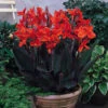 Canna Delibab Canna Lily -Plant Flower Store Canna Delibab 0002192 08511.1631094969
