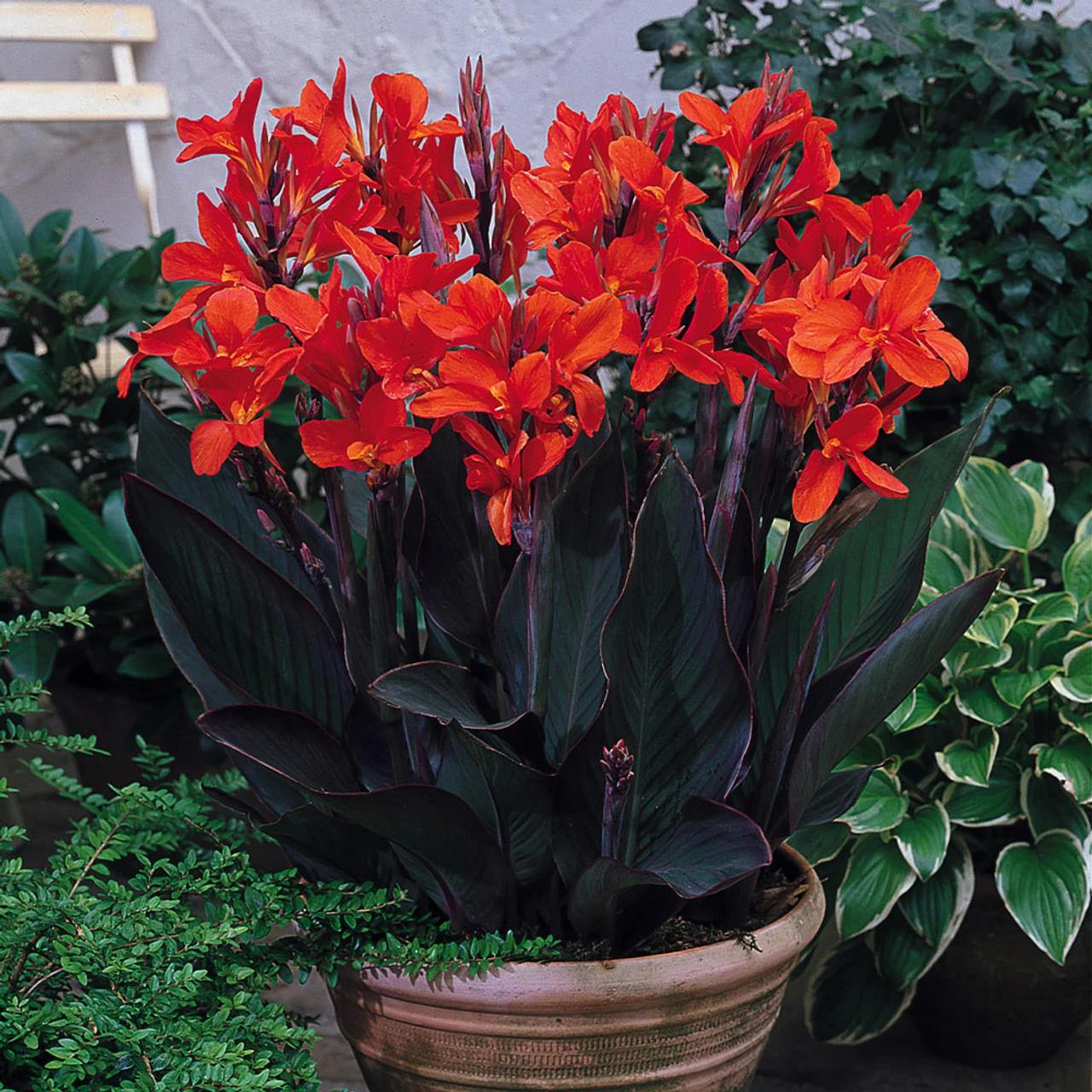 Canna Delibab Canna Lily 3 Canna Delibab Canna Lily