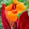 Canna Durban Canna Lily 2 Canna Durban Canna Lily -Plant Flower Store Canna Durban 0004324 11323.1623343610