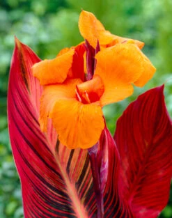 Canna Durban Canna Lily