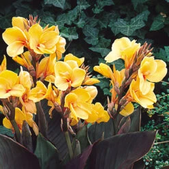 Canna Louis Cottin Canna Lily -Plant Flower Store Canna Louis Cottin 0002196 2 85188.1641570752