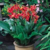 Canna Lucifer Canna Lily -Plant Flower Store Canna Lucifer 0002197 01416.1631095067