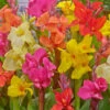 Exotic Canna Mixed Canna Lily 2 Exotic Canna Mixed Canna Lily -Plant Flower Store Canna Mixed 0005813 71454.1623343656