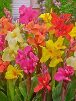 Exotic Canna Mixed Canna Lily