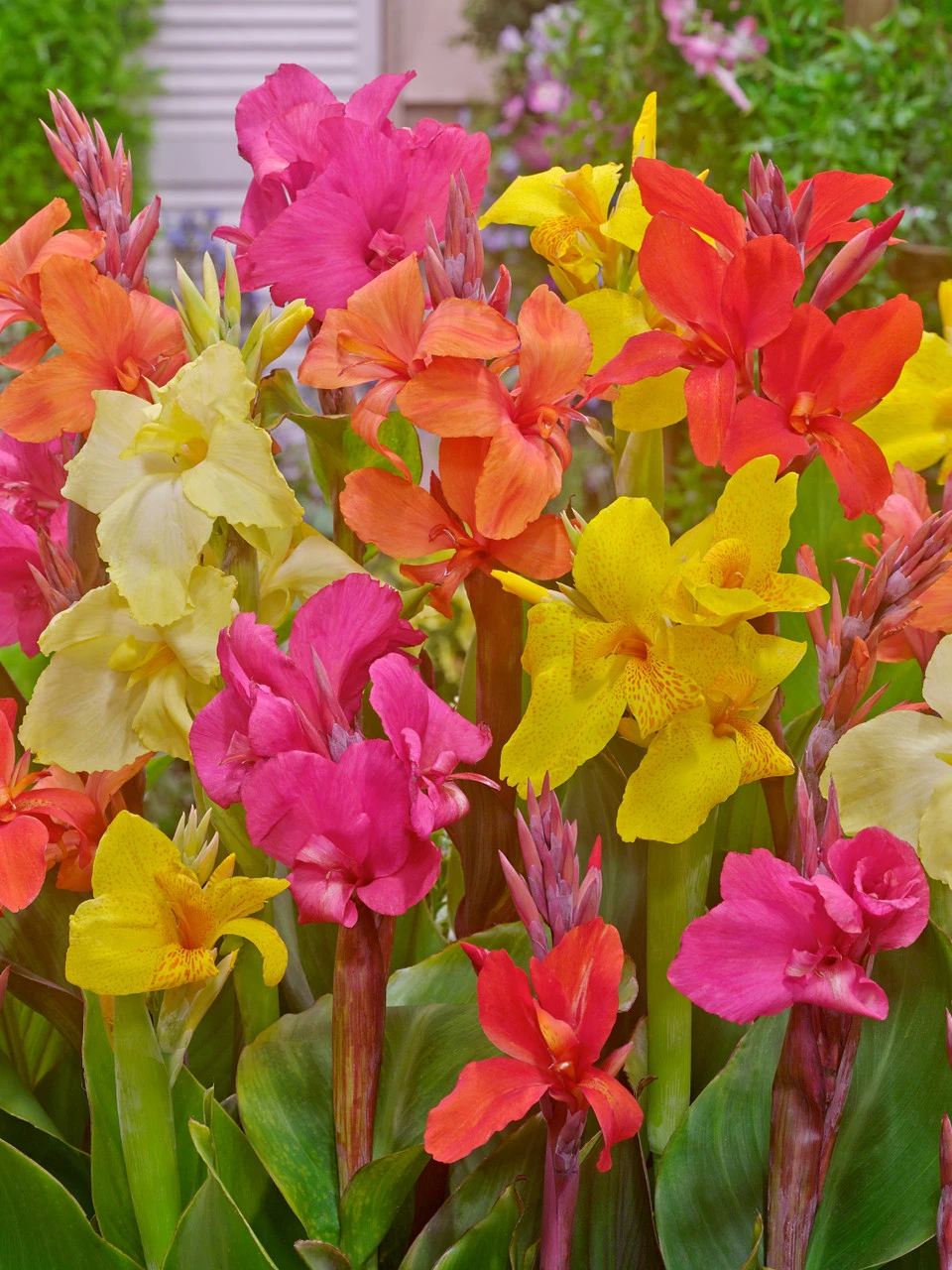 Exotic Canna Mixed Canna Lily 3 Exotic Canna Mixed Canna Lily