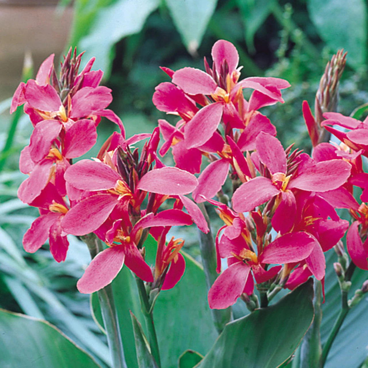 Canna Perkeo Canna Lily 4 Canna Perkeo Canna Lily - Image 2