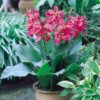 Canna Perkeo Canna Lily -Plant Flower Store Canna Perkeo 0002200 28682.1631095140