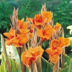 Canna Pretoria Cannaceae -Plant Flower Store Canna Pretoria 0002203 2 34630.1698150541