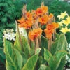 Canna Pretoria Cannaceae -Plant Flower Store Canna Pretoria 0002203 03787.1698150542