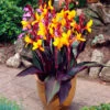 Canna Semaphore Canna Lily 2 Canna Semaphore Canna Lily -Plant Flower Store Canna Semaphore 0002205 30832.1623343437