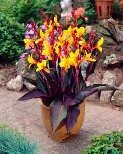 Canna Semaphore Canna Lily
