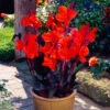 Canna Triomphe Canna Lily -Plant Flower Store Canna Triomphe 0002209 96491.1638350792