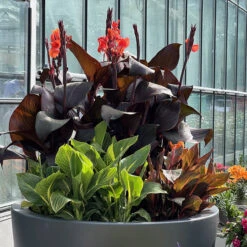 Canna Tropicanna Collection Canna Lily -Plant Flower Store Canna Tropicanna Collection 1013616 4 84164.1698070597