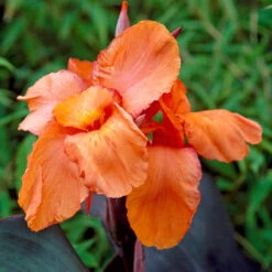 Canna Wyoming AGM Canna Lily