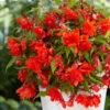 Cascading Begonia Orange 3/4cm -Plant Flower Store Cascading Begonia Orange 3 4cm 0014495 97406.1677576327