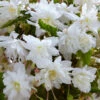 Cascading Begonia White 3/4cm -Plant Flower Store Cascading Begonia White 3 4cm 0014491 89574.1677576125