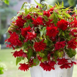 Cascading Begonias Collection -Plant Flower Store Cascading Begonias Collection 1022364 11 90210.1677577209