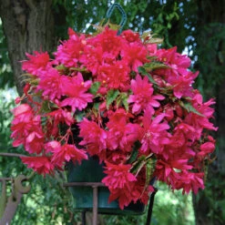 Cascading Begonias Collection -Plant Flower Store Cascading Begonias Collection 1022364 8 48543.1677577208