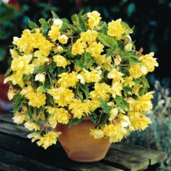 Cascading Begonias Collection -Plant Flower Store Cascading Begonias Collection 1022364 9 26992.1677577209