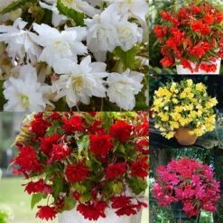 Cascading Begonias Collection