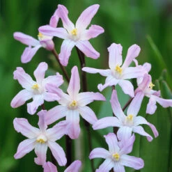 Chionodoxa Forbesia Giant Collection -Plant Flower Store Chionodoxa Forbesia Giant Collection 1016041 2 53901.1693984058