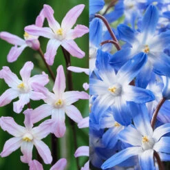 Chionodoxa Forbesia Giant Collection