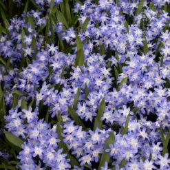 Chionodoxa Luciliae Collection Glory-of-the-snow -Plant Flower Store Chionodoxa Luciliae Collection 1014299 4 07520.1655212859