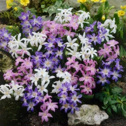 Chionodoxa Luciliae Collection Glory-of-the-snow