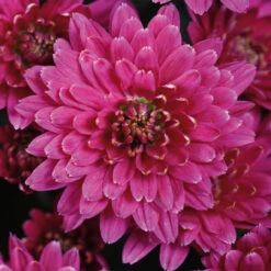 Chrysanthemum Hardy Erina Mauve (Purple) Mums -Plant Flower Store Chrysanthemum Hardy Erina Mauve Purple 0013916 2 66701.1636552160