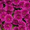 Chrysanthemum Hardy Erina Mauve (Purple) Mums -Plant Flower Store Chrysanthemum Hardy Erina Mauve Purple 0013916 24148.1636552160