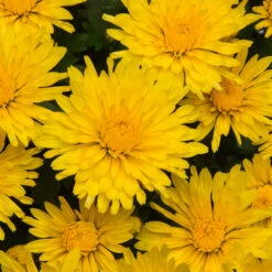 Chrysanthemum Hardy Picardie (Yellow) Mums -Plant Flower Store Chrysanthemum Hardy Picardie Yellow 0013920 2 56023.1636552795
