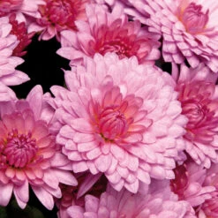 Chrysanthemum Hardy Rosano Pink (Pink) Mums -Plant Flower Store Chrysanthemum Hardy Rosano Pink Pink 0013921 2 47599.1636552904