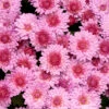 Chrysanthemum Hardy Rosano Pink (Pink) Mums 1 Chrysanthemum Hardy Rosano Pink (Pink) Mums -Plant Flower Store Chrysanthemum Hardy Rosano Pink Pink 0013921 48460.1636552904