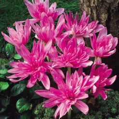 Colchicum Collection Autumn Crocus -Plant Flower Store Colchicum Collection 1007082 5 02505.1655980241