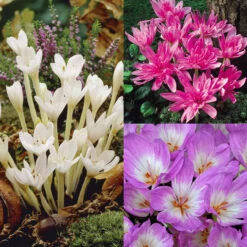 Colchicum Collection Autumn Crocus