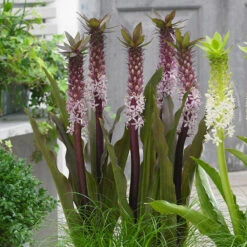 Collection Of Premium Eucomis Pineapple Lily -Plant Flower Store Collection of Premium Eucomis 1022173 3 44579.1638861846