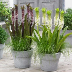 Collection Of Premium Eucomis Pineapple Lily