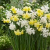 Collection Of Thalia And Stint Collection Of Thalia And Stint Daffodils -Plant Flower Store Collection of Thailia and Stint 1021482 47778.1655195006