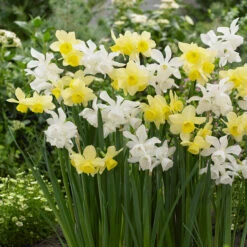 Collection Of Thalia And Stint Collection Of Thalia And Stint Daffodils