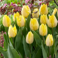 Collection Of Yellow Tulips Collection Of Yellow Tulips -Plant Flower Store Collection of Yellow Tulips 1021391 2 85970.1655384261