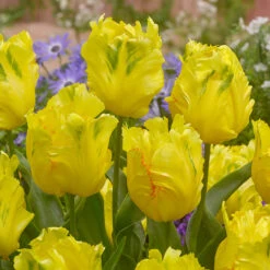 Collection Of Yellow Tulips Collection Of Yellow Tulips -Plant Flower Store Collection of Yellow Tulips 1021391 5 11380.1654850729