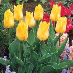 Collection Of Yellow Tulips Collection Of Yellow Tulips -Plant Flower Store Collection of Yellow Tulips 1021391 7 72588.1655384262