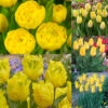 Collection Of Yellow Tulips Collection Of Yellow Tulips -Plant Flower Store Collection of Yellow Tulips 1021391 8 80282.1655384262