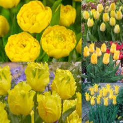 Collection Of Yellow Tulips Collection Of Yellow Tulips