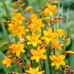 Crocosmia Large Flowering Collection Montbretia -Plant Flower Store Crocosmia Large Flowering Collection 1022102 2 29485.1637141461