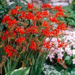 Crocosmia Large Flowering Collection Montbretia -Plant Flower Store Crocosmia Large Flowering Collection 1022102 3 77365.1637141461