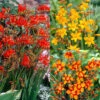Crocosmia Large Flowering Collection Montbretia -Plant Flower Store Crocosmia Large Flowering Collection 1022102 72173.1637141461