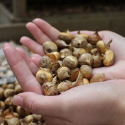 Crocus Species Collection Crocus -Plant Flower Store Crocus 5 6cm 43502.1655468149