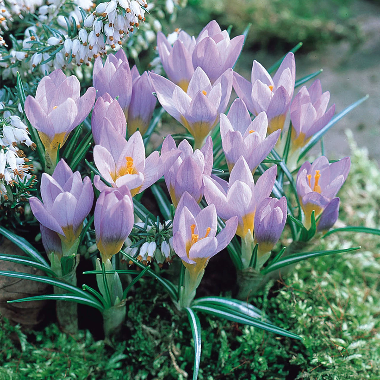 Crocus Sieberi Firefly 4 Crocus Sieberi Firefly - Image 2