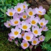 Crocus Sieberi Firefly 2 Crocus Sieberi Firefly -Plant Flower Store Crocus Firefly 0000033 58288.1628675450